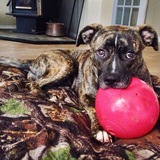 Entry image for Nola