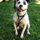 Entry image for Levy