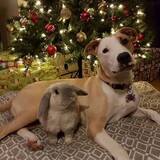 Entry image for Jager & Rizzo