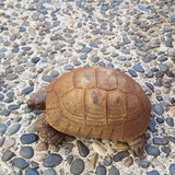 Entry image for Darwin