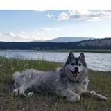 Entry image for Koda