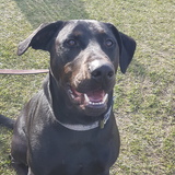 Entry image for Hunter 