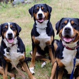 Entry image for Madison, Maggie, and Hudson 