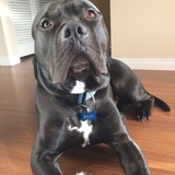 Entry image for Riley