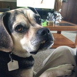 Entry image for Ginnis (Gus)