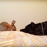 Entry image for Turnip