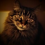 Entry image for Dusty