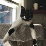 Entry image for Joey