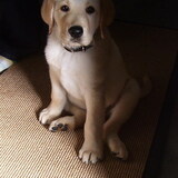 Entry image for Justice