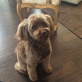 Entry image for Mr Blisster (Bliss)