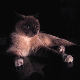 Entry image for Sophie