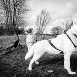 Entry image for Bond