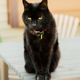 Entry image for Gato