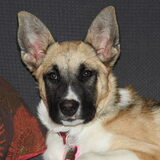 Entry image for Brandy 