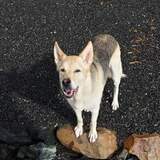 Entry image for Nikita