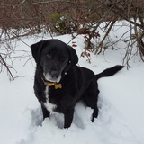 Entry image for Miska