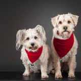 Entry image for Deeks and Kenzie 