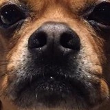 Entry image for Dante