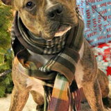 Entry image for Opie