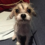 Entry image for Piper