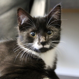 Entry image for Moustache