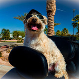 Entry image for Mojo