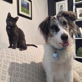 Entry image for Benny & Jet