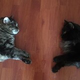 Entry image for Mina and Petit