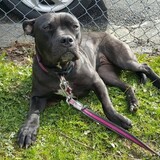 Entry image for Kiana