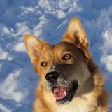 Entry image for Foxy