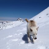 Entry image for Nika