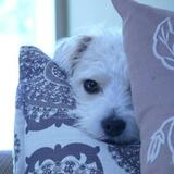 Entry image for Sadie