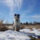 Entry image for Merle