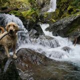 Entry image for Bentley