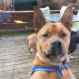 Entry image for Taz aka Bubba