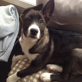 Entry image for Gracie