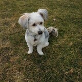 Entry image for Hamish