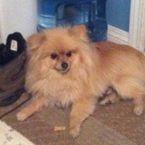 Entry image for fatman