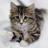 Entry image for Bonnie 