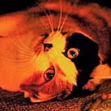 Entry image for Bonkers