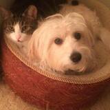 Entry image for Benji and Spazzy