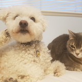 Entry image for Rupert (dog) and Marla (cat)