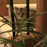 Entry image for Sampson 