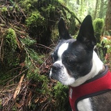 Entry image for Chibi