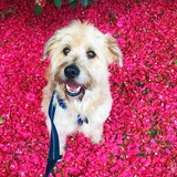 Entry image for Odyss Wheaten