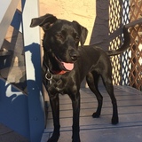 Entry image for Bella