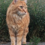 Entry image for Kitty