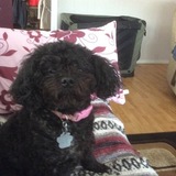 Entry image for Sasha