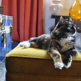 Entry image for Juno