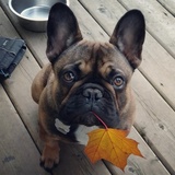 Entry image for Huckleberry